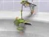 frogs_cartoon_avatar_16729.webp