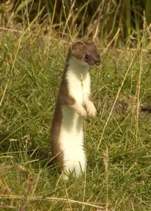 stoat.webp
