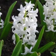white hyacinth