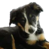 Chincho