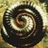 DownwardSpiral