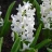 white hyacinth