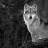 Lone_Wolf