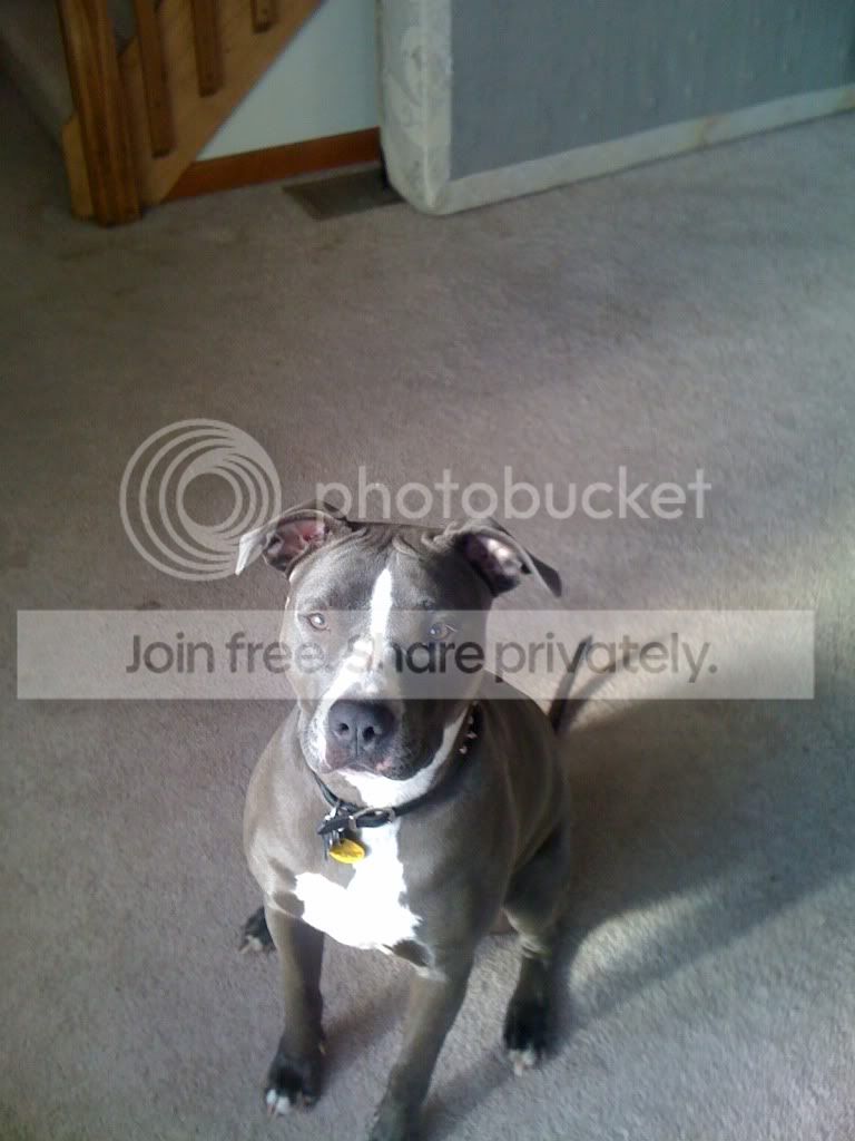 dog.jpg