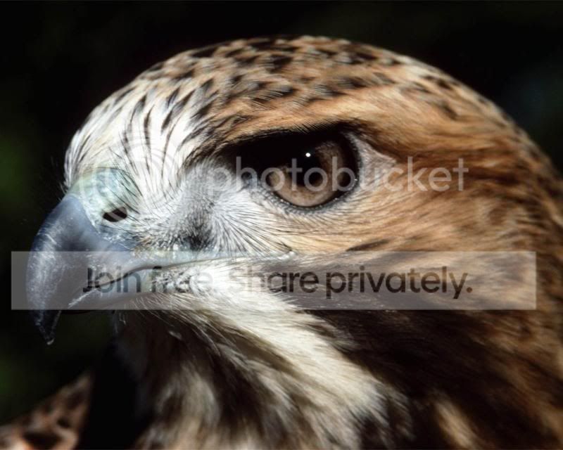 birds_of_prey_5_by_knownbynoone.jpg