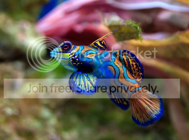 Synchiropus_splendidus_2_Luc_Viatou.jpg