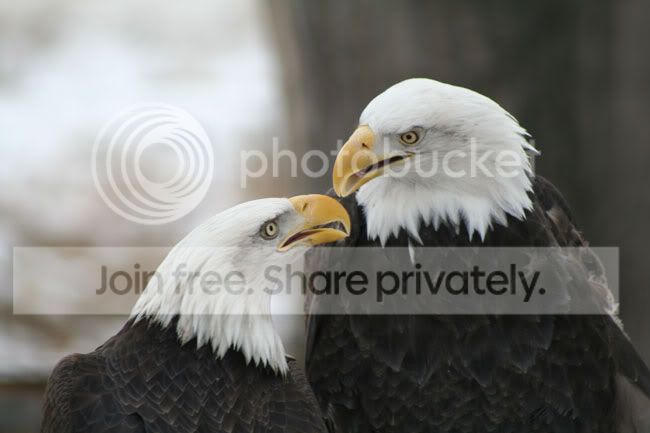 Love_Birds_by_DancingCavy-1.jpg