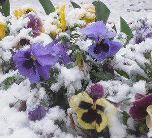 pansy-flowers3.jpg