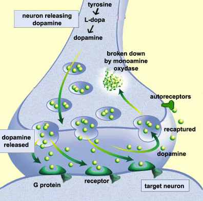 dopamine-mao.jpg