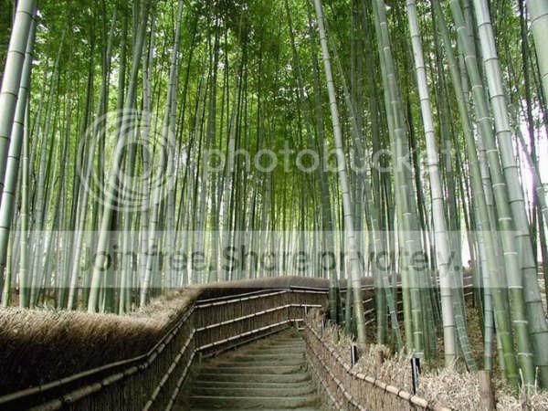 path3.jpg