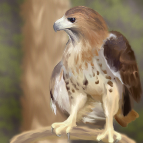 Red_Tailed_Hawk_Digi_Paint_by_MahadosKnight.jpg