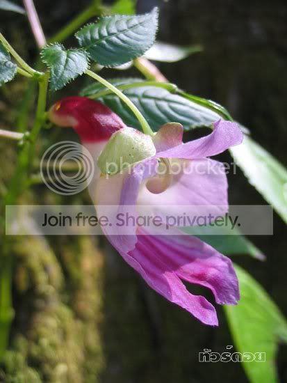 parrotflower3.jpg