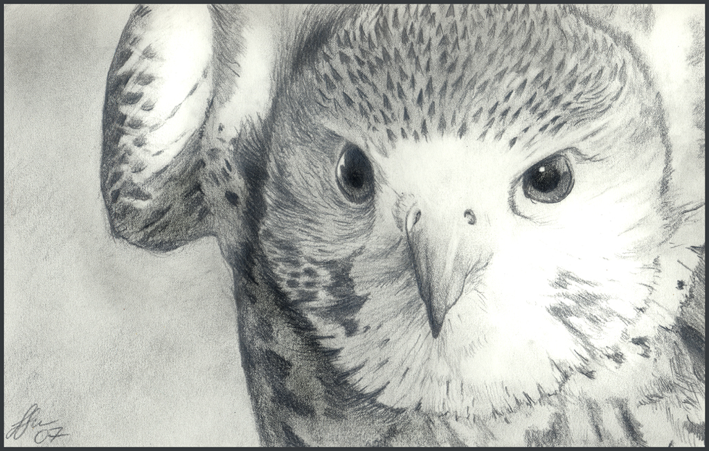 Hawk_Eyes_by_wildpaintings.jpg