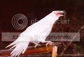 albino.jpg