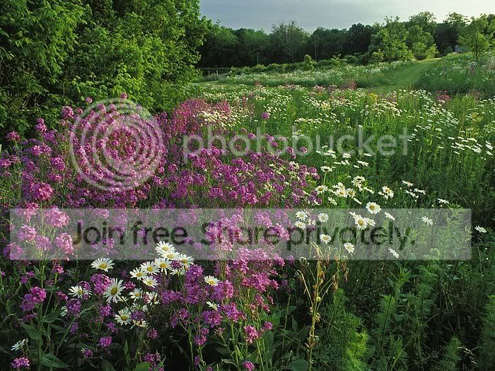 SummerWildflowersKentucky.jpg