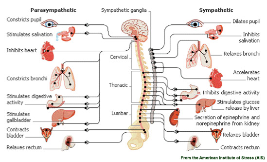 Nervous-System.jpg