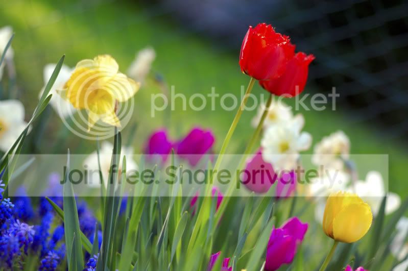 spring-1.jpg