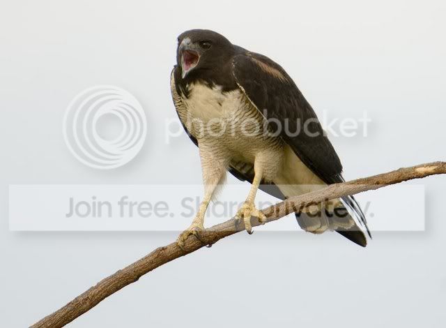 WhiteTailedHawk.jpg
