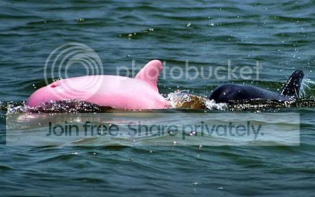 pink_dolphin_1358282c.jpg