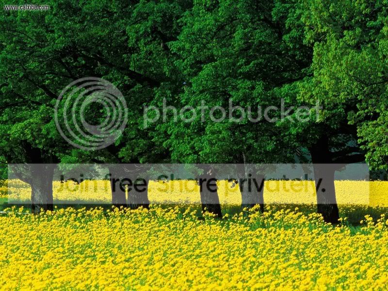 Mustard_Flowers_Louisville_Kentucky.jpg