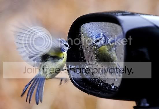 birdseesityself.jpg