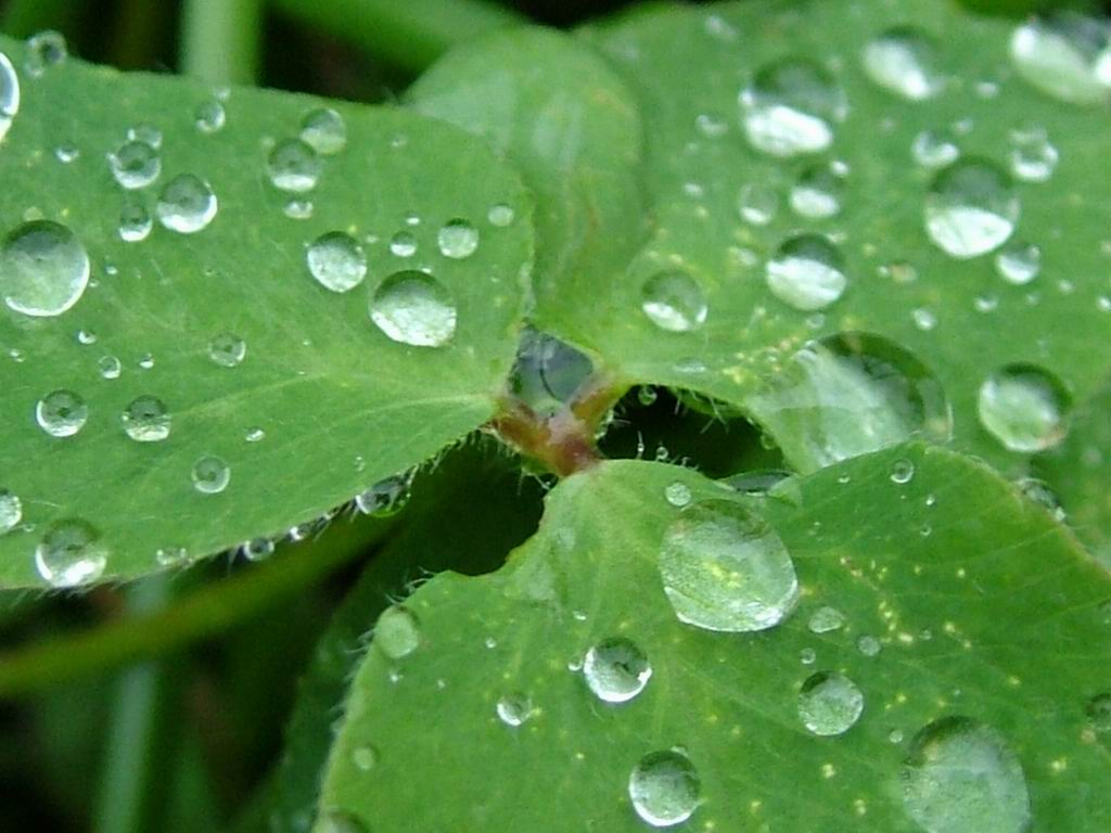 Rain-rain-789610_1024_768.jpg