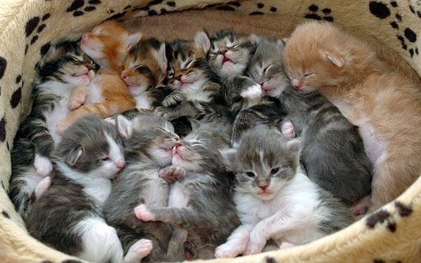 box_o_kittens.jpg