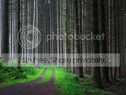 Forestlane.jpg