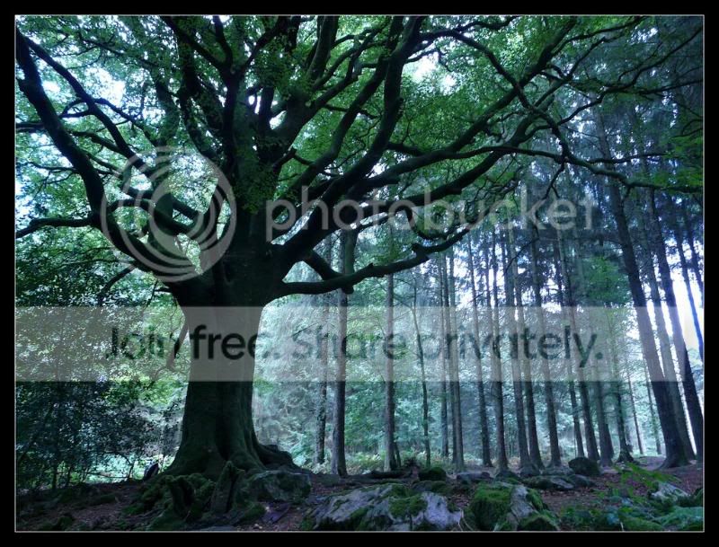 Le_domaine_des_fees_by_Niiveleggelj.jpg