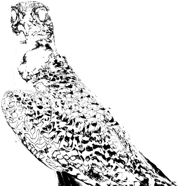 A_hawk__s_lineart_by_Hisui_mi.png