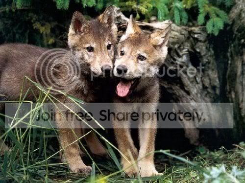 wolves-babies.jpg