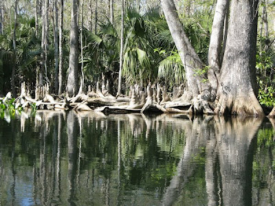 cypress+knees.jpg