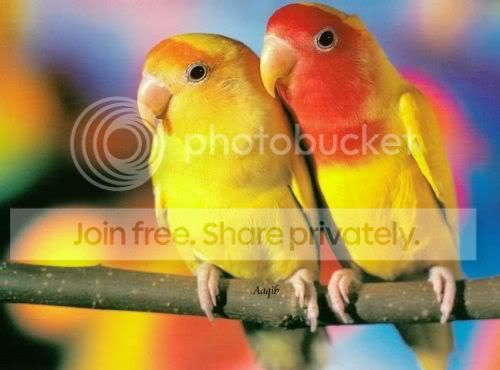 lovebirds.jpg