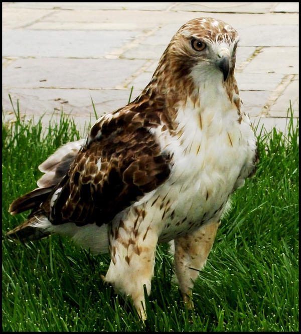 hawk_by_luvkillzthedemon-d3hpte6.jpg