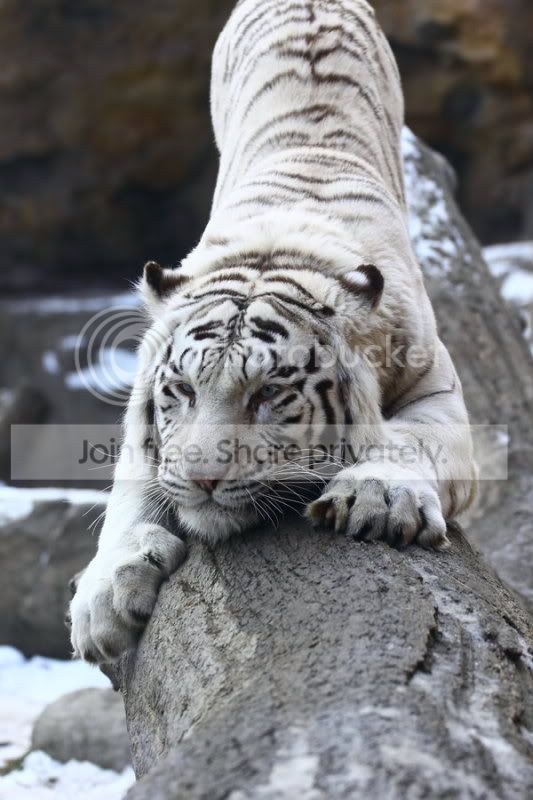 White_Tigers__Big_Daddy_by_spike83.jpg