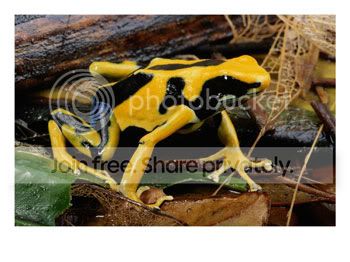 100935Poison-Dart-Frog-Posters.jpg