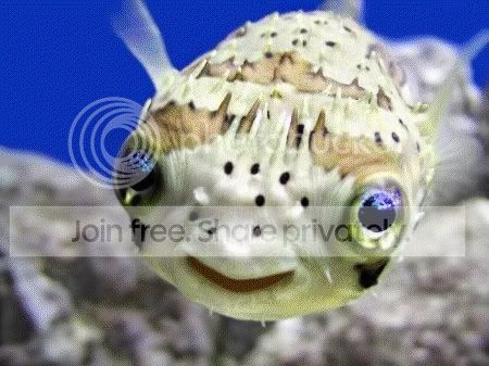 Puffer-Fish.jpg
