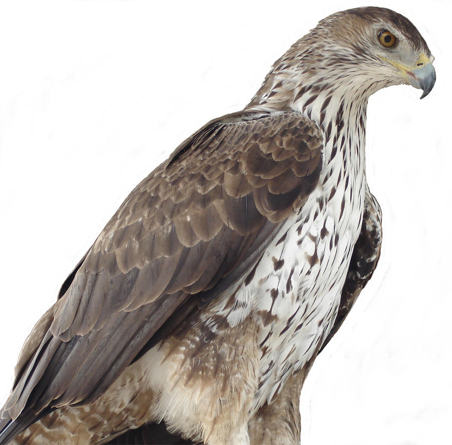 Hawk_by_NoraDevius.jpg