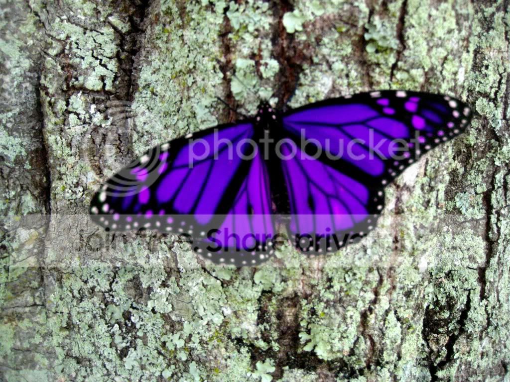 butterflycopy.jpg