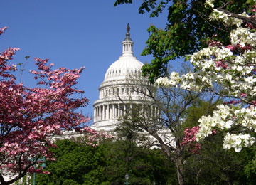 Capitol-dogwoods-5.jpg