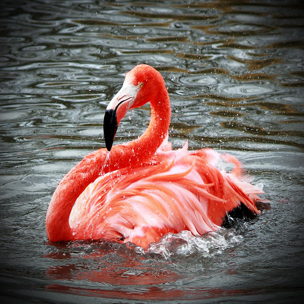 Slimbridge__flamingo_bath_by_coigach.jpg
