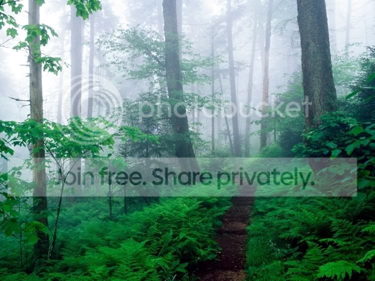 AppalachianTrailAlongFoggyRidgeSmok.jpg