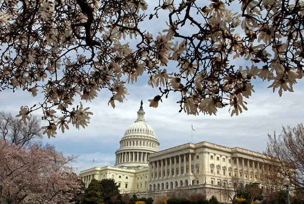 Cherry+Blossoms+Bloom+Washington+DC+l7HV5SDnPuGl.jpg