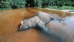 poached_forest_elephant_360808.jpg
