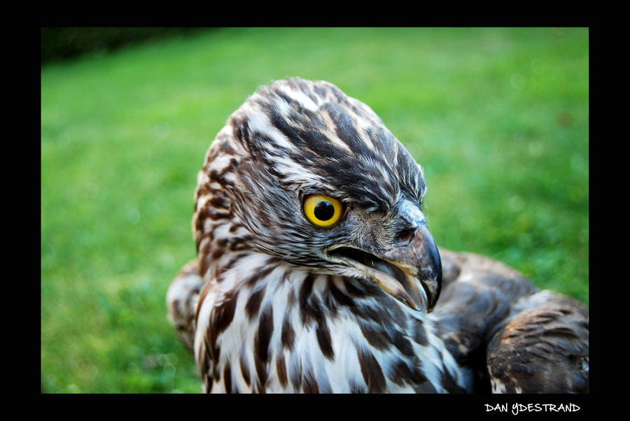 the_hawk_by_sunrobot-d31ryrf.jpg