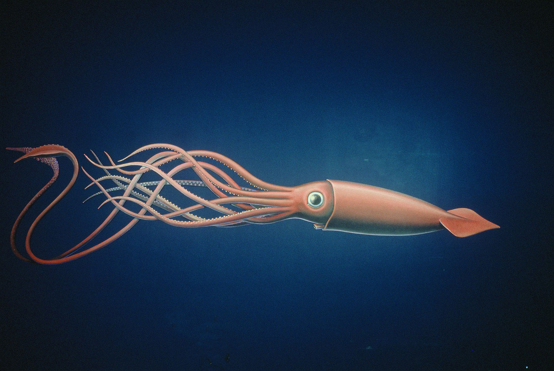 Giant_Squid_art_carousel_D1000088.JPG