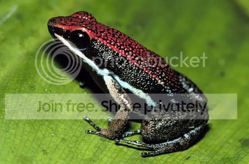 poison_frog4.jpg