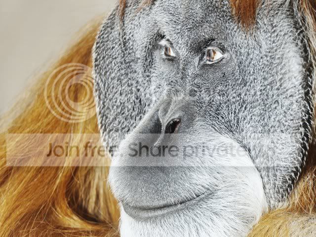 Animals_Wallpapers_91.jpg