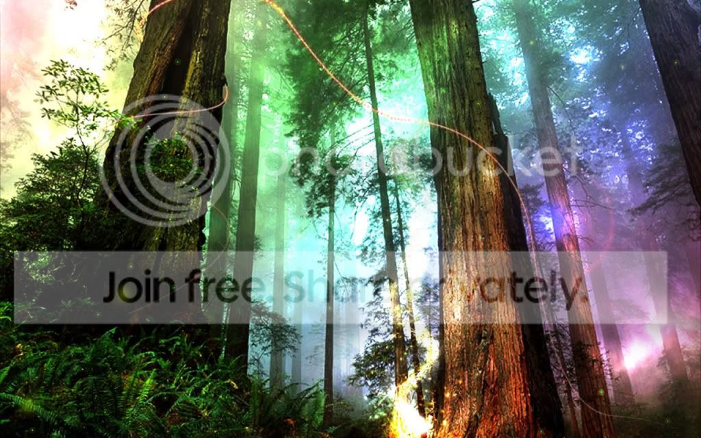 magical-forest.jpg
