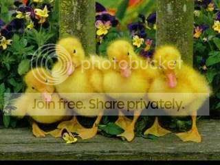 ducksinarow23.jpg